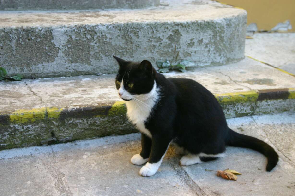 Kočka